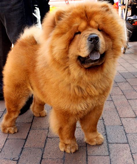 Chow chow sale. Things To Know About Chow chow sale. 